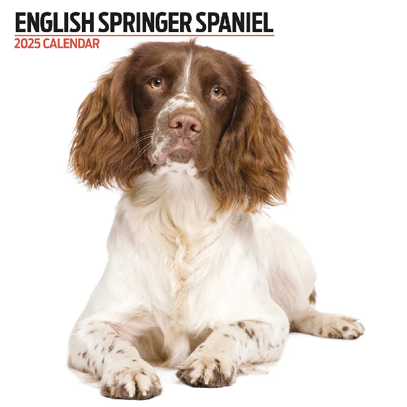 English Springer Spaniel Modern Calendar 2025