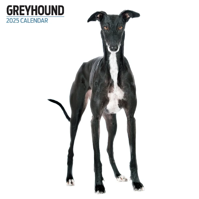 Greyhound Modern Calendar 2025