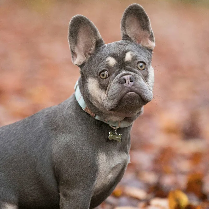 Hugo & Hudson Aqua Herringbone Dog Collar