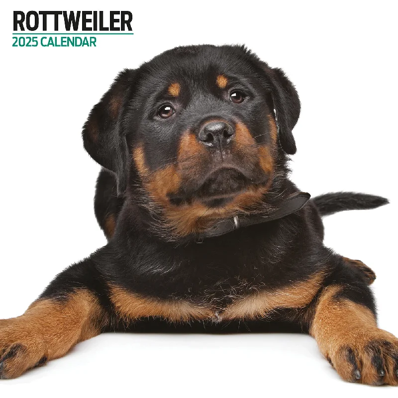 Rottweiler Modern Calendar 2025